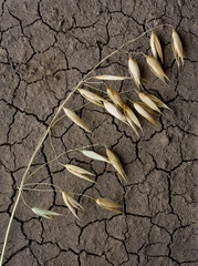 Single oat ear on drought soil