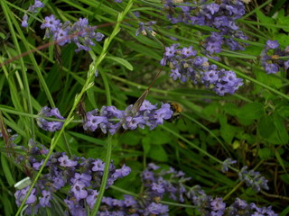 Naklejka premium Hummel auf Nahrungssuche