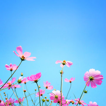 Chrysanthemum