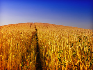 wheat and blue sky