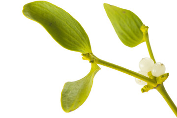 Mistletoe