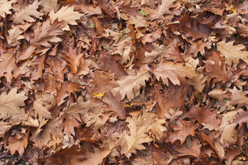forest floor of leaves