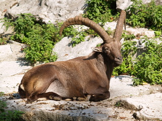 steinbock