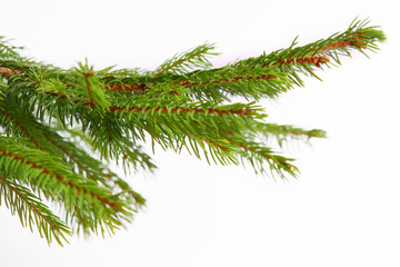 Obraz premium tannenbaum,hintergrund