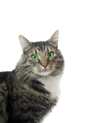 Maine Coon cat with bright green eyes