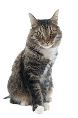 Maine Coon looking down