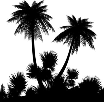 Silhouette of palms on a white background.