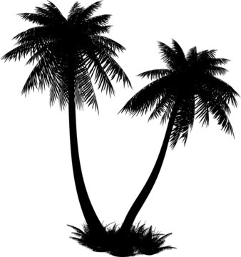 Silhouette of palms on a white background.