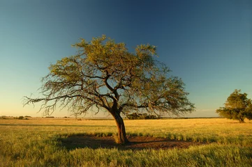 Fototapete Rund Lonely tree © Olga Gabai
