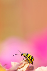 Ladybug