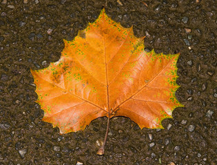 Orange leaf