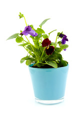 viola flowers in pot over white background