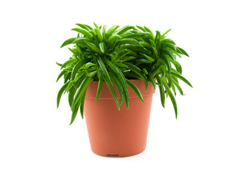 Happy bean plant over white background
