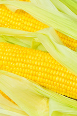 Extreme close up of yellow corn cobs