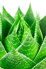 Aloe cosmo. Macro