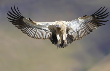 The Cape Griffon or Cape Vulture