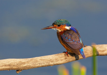 Malachite Kingfisher (Alcedo cristata)