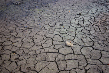 some cracks in mud which dries