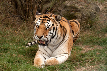 Bengal Tiger with open mouth