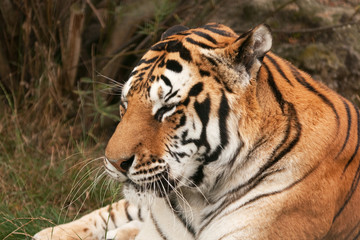 Bengal tiger appearing to be asleep