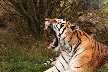 Naklejka na ściany i meble Bengal tiger yawning or roaring