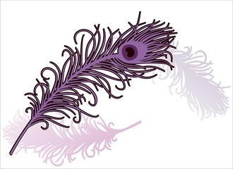 peacock feather