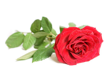 Red rose