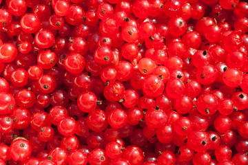 Red currants