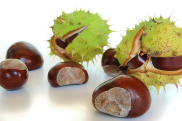 Kastanien 12
