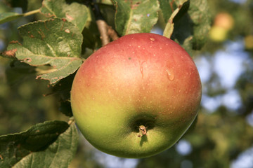 Apfel