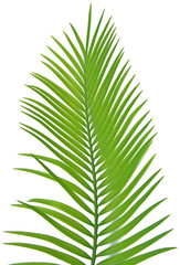 palme verte palmier fond blanc