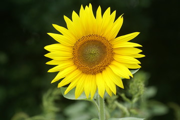 Obraz premium Sonnenblume