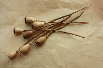 ripe poppy background