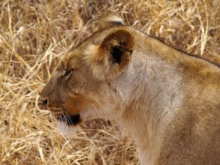Lioness profile