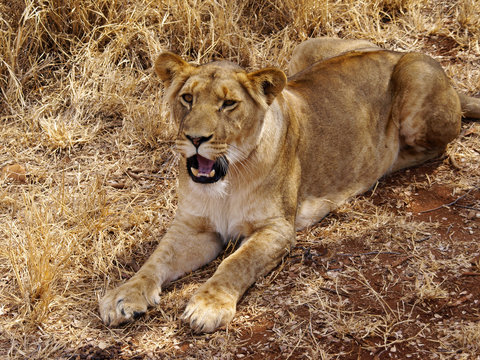 Lioness Lying Down