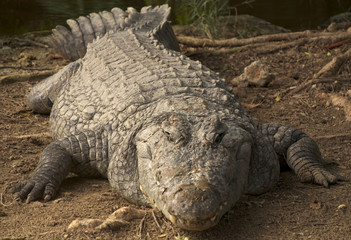 Large Crocodile
