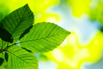 nature