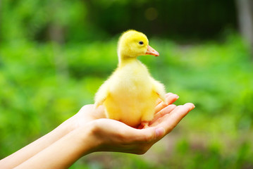 gosling in hands