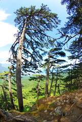 Obraz premium forest