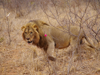 Fototapeta na wymiar Darting a Male Lion