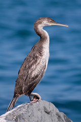 cormorano