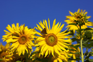 Sonnenblume mit schmetterling