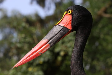 Sattelstorch