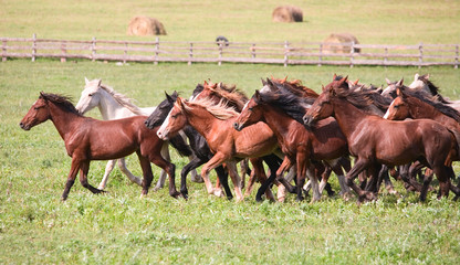 A herd of young horses - 18458482