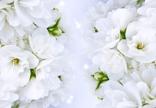 Magic Jasmine Background