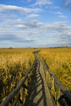 laguna palude