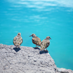 ruddy turnstone  (arenaria interpres)