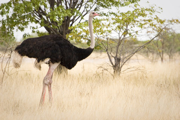 Ostrich