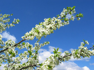 cherry-tree flowers