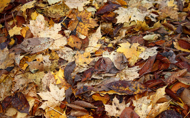 A Pile of Fallen Autumn Tree Leaves.